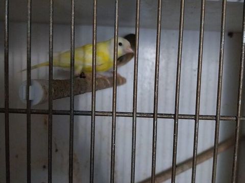 Canaris  50 17260 Gémozac