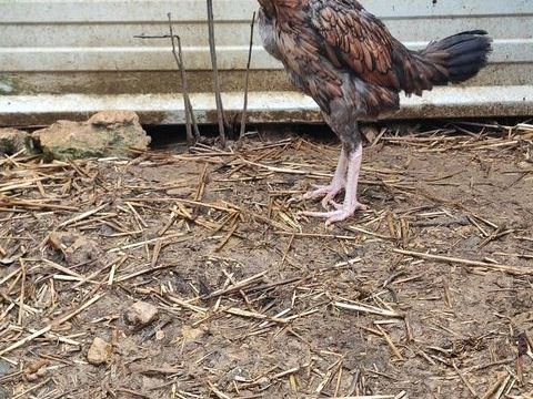 Poule  50 54470 Jaulny