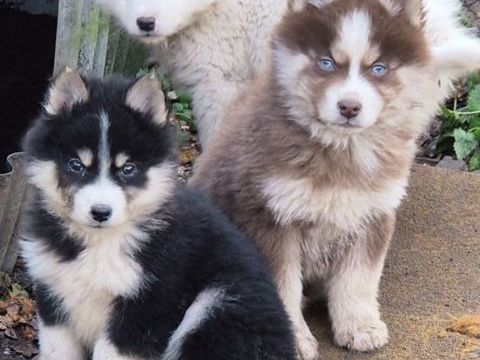 Magnifique Pomsky F4?? 1000 77300 Fontainebleau