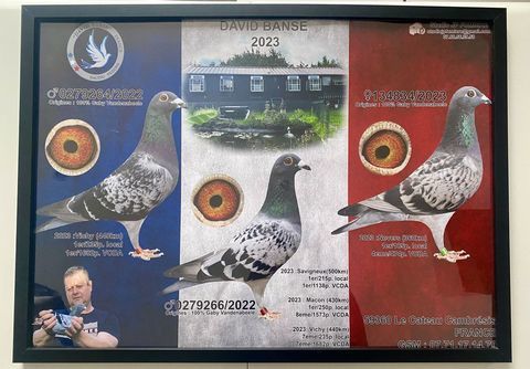 Pigeons voyageurs 0 59360 Le cateau-cambrsis