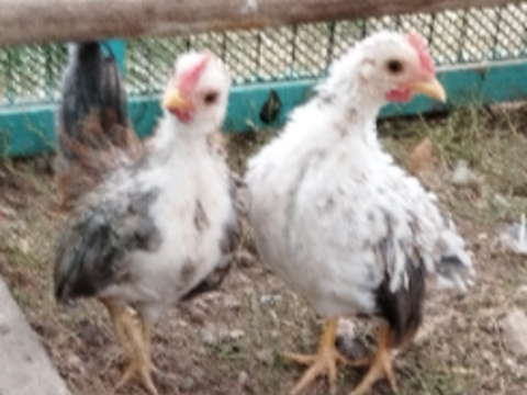 deux coqs serama malais 25 24000 Périgueux