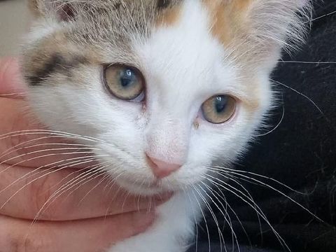 NUCIA CHATON FEMELLE 2 MOIS 80 62190 Lières