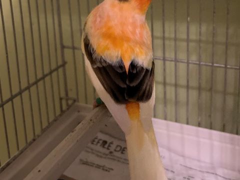 Canari m&acirc;le panach&eacute; 20 56140 Malestroit