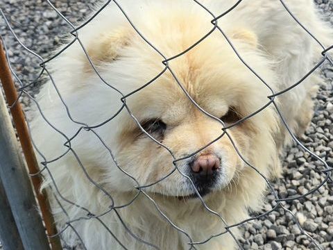 Femelle chow chow 1000 29860 Le drennec