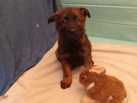 berger allemand 800 59244 Grand-fayt