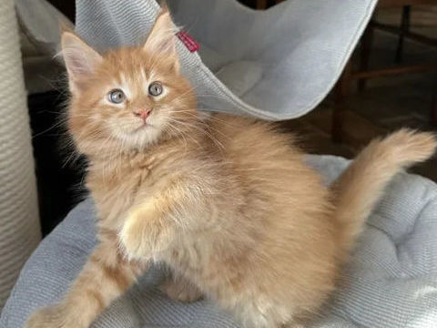 Magnifiques chatons maine coon LOOF 950 69100 Villeurbanne