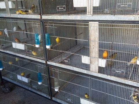 CANARIS 20 65000 Tarbes