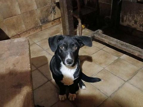 FRODO &agrave; l'adoption 320 57920 Aboncourt