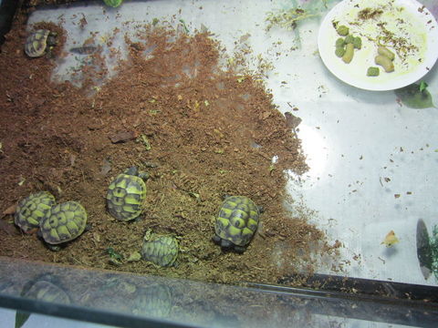 Tortues Hermann 50 17620 Saint-agnant