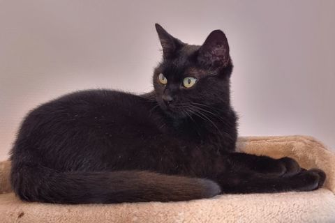À l'adoption Swan chatte noire d'un an 0 89520 Saint-sauveur-en-puisaye