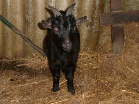 Bouc extra toy  130 44410 Ass�rac