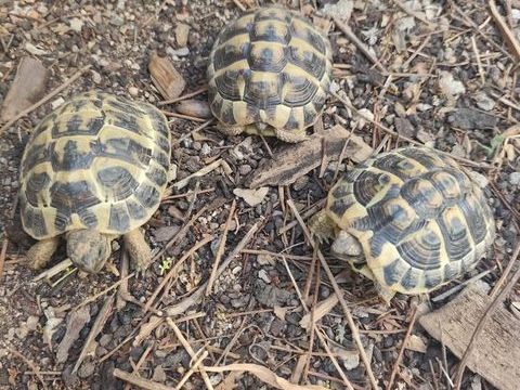 Tortue 5 ans 70 66200 Montescot