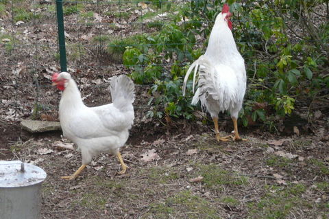 Coqs et poules 15 42410 Chavanay