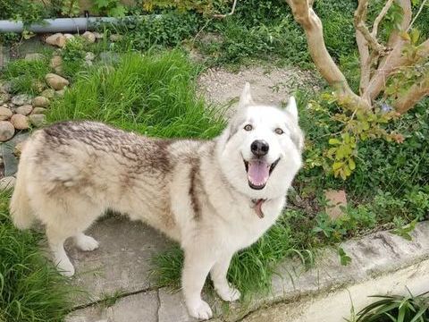 Chien THORIUM &agrave; l adoption 350 84500 Boll�ne