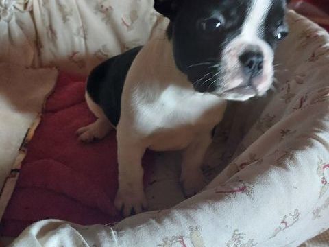 bouledogue francais 800 66300 Thuir