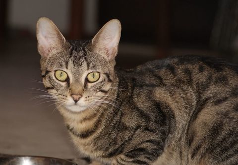 GUCCI, chat tigr&eacute; &agrave; adopter 200 18210 Bessais-le-fromental