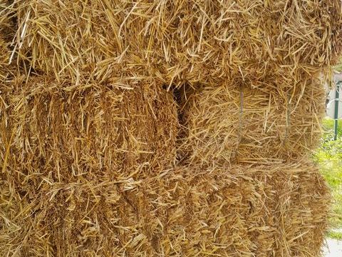 paille en petite botte rectangulaire 3 38210 Tullins