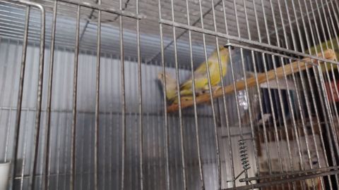 Oiseaux mutation 80 59760 Grande-synthe