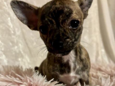 Chiot Chihuahua 990 52400 Le chtelet-sur-meuse