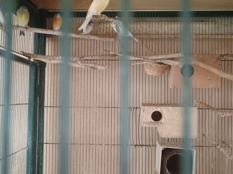 canari mosaïque jaune 30 24700 Mnesplet