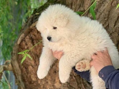 3 Femelles et 4 m&acirc;les Samoy&egrave;de LOF cherchent leur famille 1600 49220 Le lion-d'angers