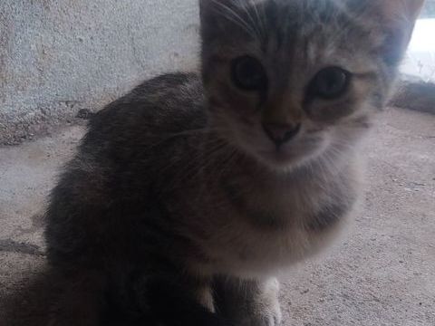 Chaton femelle de 4 mois. 0 70600 Champlitte