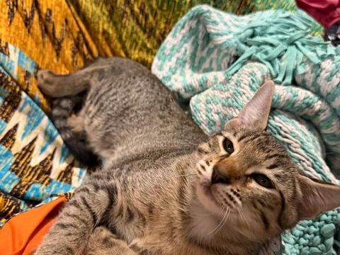 Chaton a placer 0 92220 Bagneux