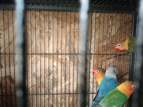 Inseparable 30 93600 Aulnay-sous-bois