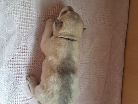 MAGNIFIQUES CHIOTS HUSKY SIBERIEN 850 79150 Voultegon