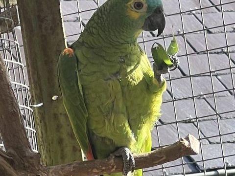Amazone &agrave; front bleue femelle  430 29170 Pleuven