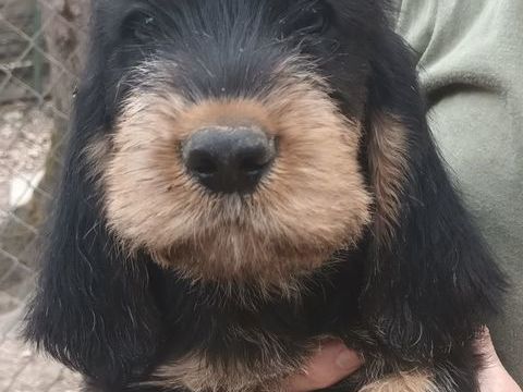 Chiots griffon nivernais LOF &agrave; r&eacute;server 500 82440 Réalville