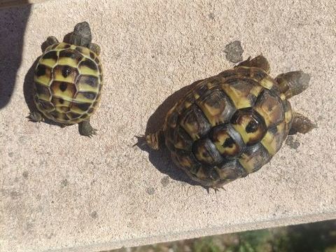 Tortues de terre hh 50 30320 Saint-gervasy