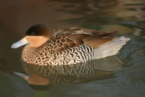canards sarcelles VERSICOLORE ou sarcelle bariol&eacute;e 25 08090 Montcy-notre-dame