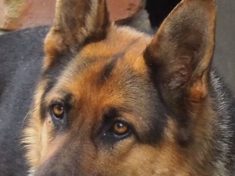 BERGER ALLEMAND CESSSION GRATUITE  0 53220 Pontmain