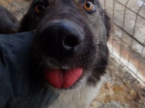 Noum&eacute;a &agrave; l'adoption 300 69007 Lyon