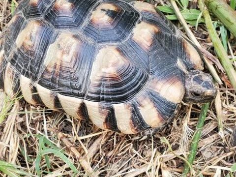Marginata m&acirc;le et femelle  14 ans 280 30250 Aspères