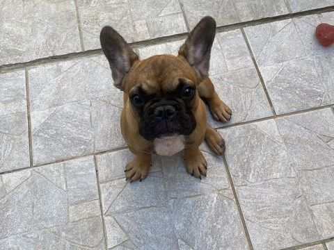 chiots M&acirc;le bouledogue francais fauve masque noir 1500 83200 Toulon