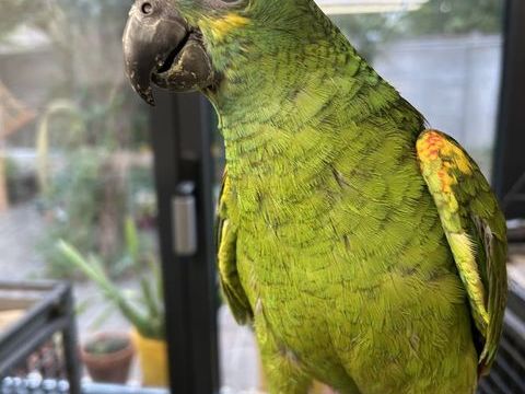 Perroquet élevé main amazone front bleu 800 28210 Nogent-le-roi