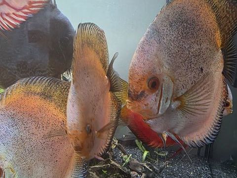 Discus Adultes Poisson d'aquarium Amazonien 100 14120 Mondeville