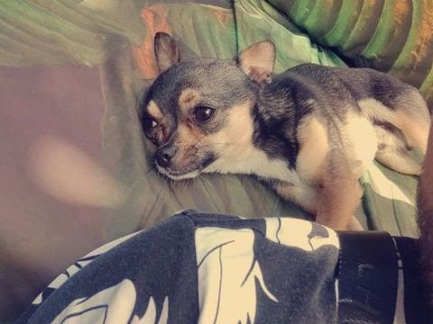 Cherche un don de chiot m&acirc;le ou femelle peut m'importe 200 13700 Marignane