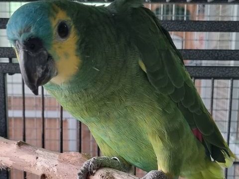 1/1 amazone a front bleu adulte 800 22400 Lamballe