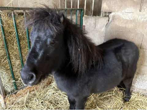 MAGNIFIQUE SHETLAND 500 67320 Rauwiller