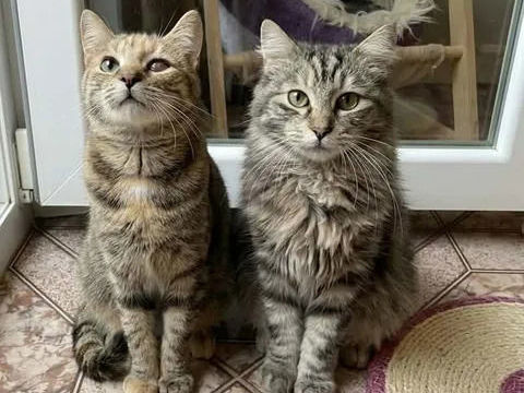 Mirabelle et Funny chatonnes cherchent famille 140 11000 Carcassonne