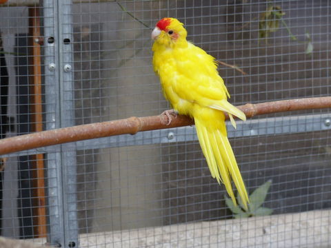 kakariki 30 85550 La barre-de-monts