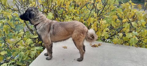 Cherche m&acirc;le Serra de Estrela ou Leonberg pour Saillie 0 74910 Seyssel