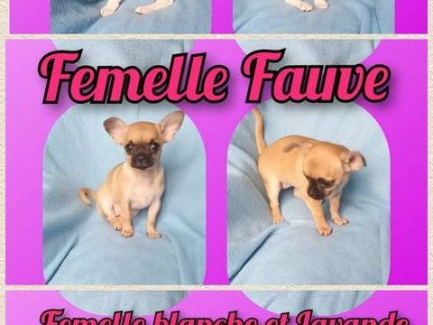Chiot chihuahua femelle poil court 1150 27140 Gisors