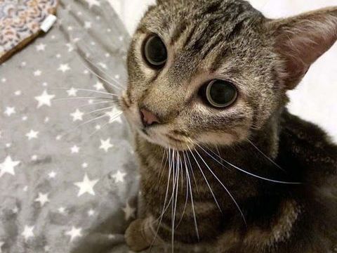 PUNCHY, magnifique chat tigr&eacute; &agrave; adopter via l'association UMA 200 44400 Rez�