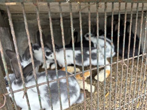 À vendre lapins papillons 15 60210 Briot