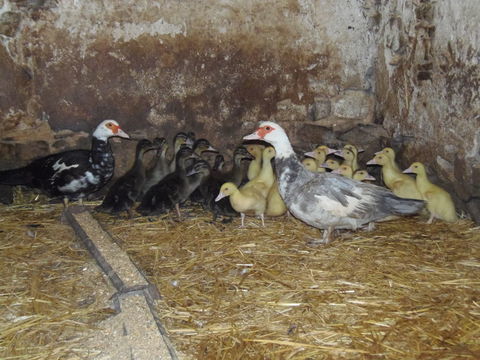 Jeunes canetons 6 49640 Morannes