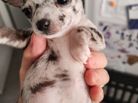 Chihuahuas 650 64100 Bayonne